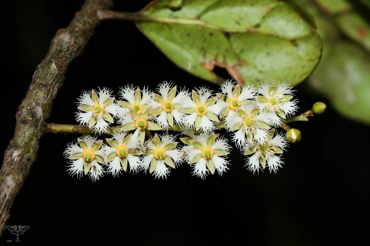 Elaeocarpus mahamayensis N.Silva, Yakand. & K.Yakand.